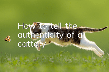 How to tell the authenticity of a cattery?