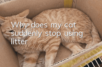 Why does my cat suddenly stop using litter?
