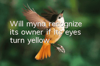 Will myna recognize its owner if its eyes turn yellow?