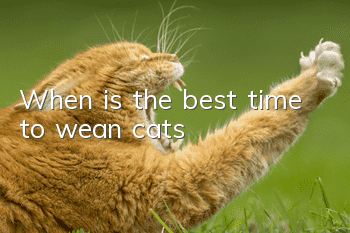 When is the best time to wean cats?