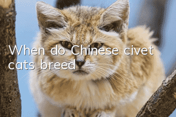 When do Chinese civet cats breed?