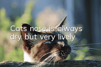 Cat’s nose is always dry but very lively