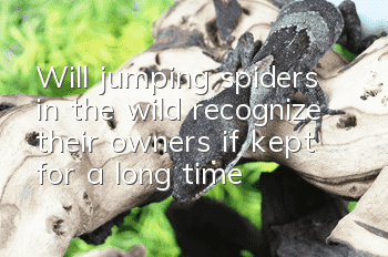 Will jumping spiders in the wild recognize their owners if kept for a long time?