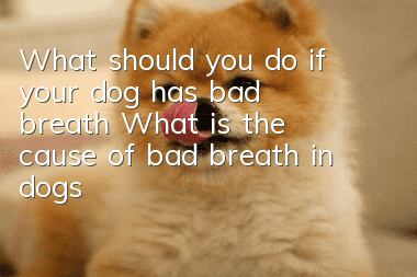 What should you do if your dog has bad breath? What is the cause of bad breath in dogs?