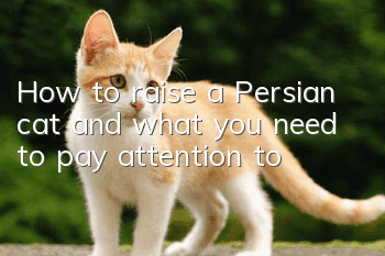 How to raise a Persian cat and what you need to pay attention to