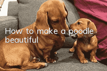 How to make a poodle beautiful
