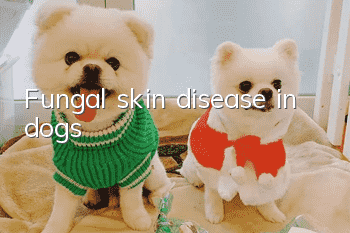 Fungal skin disease in dogs