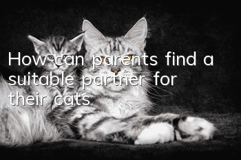 How can parents find a suitable partner for their cats?