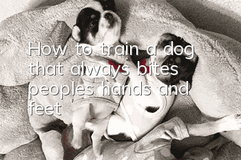 How to train a dog that always bites people’s hands and feet?