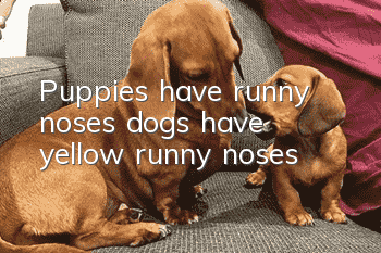 Puppies have runny noses, dogs have yellow runny noses