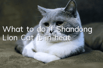 What to do if Shandong Lion Cat is in heat