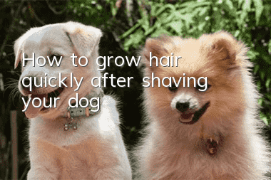 How to grow hair quickly after shaving your dog?
