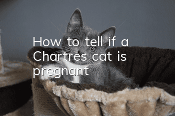 How to tell if a Chartres cat is pregnant