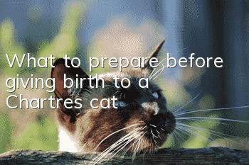 What to prepare before giving birth to a Chartres cat