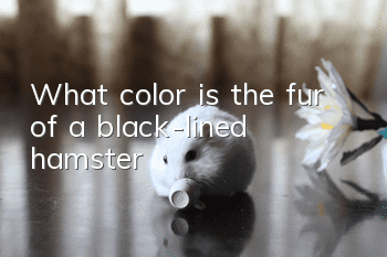 What color is the fur of a black-lined hamster?