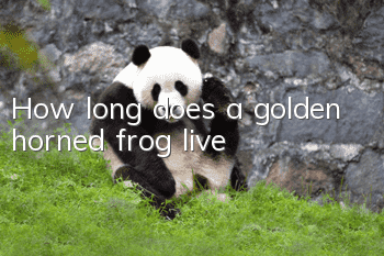 How long does a golden horned frog live?