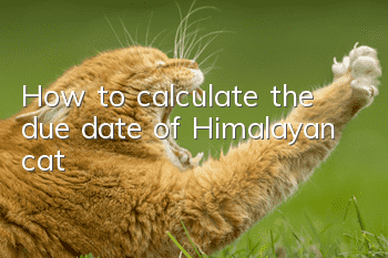 How to calculate the due date of Himalayan cat