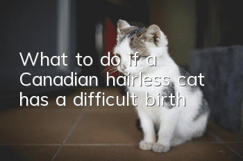 What to do if a Canadian hairless cat has a difficult birth
