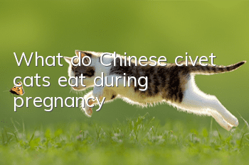 What do Chinese civet cats eat during pregnancy?