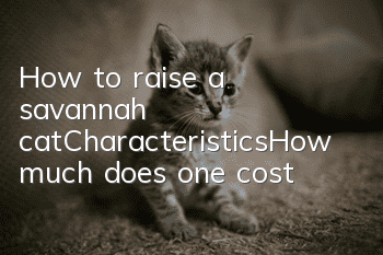 How to raise a savannah cat_Characteristics_How much does one cost?