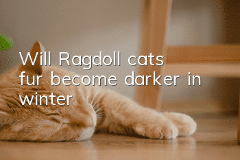 Will Ragdoll cats’ fur become darker in winter?