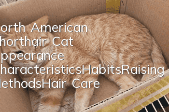 North American Shorthair Cat Appearance Characteristics_Habits_Raising Methods_Hair Care