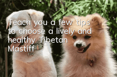 Teach you a few tips to choose a lively and healthy Tibetan Mastiff