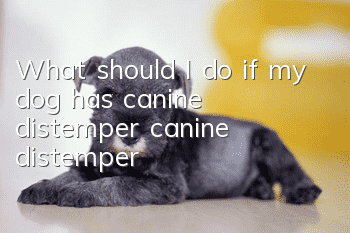 What should I do if my dog ​​has canine distemper (canine distemper)?
