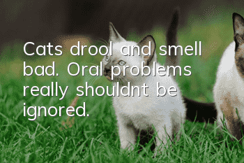Cats drool and smell bad. Oral problems really shouldn’t be ignored.