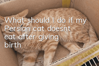 What should I do if my Persian cat doesn’t eat after giving birth?