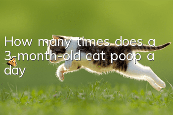 How many times does a 3-month-old cat poop a day?