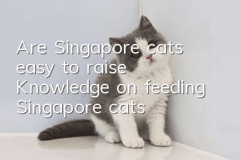 Are Singapore cats easy to raise? Knowledge on feeding Singapore cats