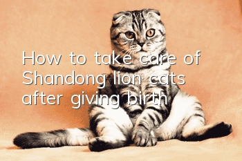 How to take care of Shandong lion cats after giving birth