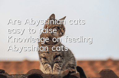 Are Abyssinian cats easy to raise? Knowledge on feeding Abyssinian cats