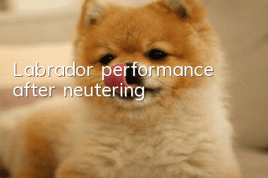 Labrador performance after neutering