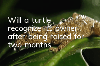 Will a turtle recognize its owner after being raised for two months?