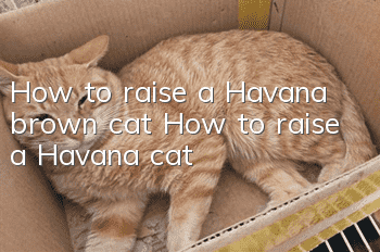 How to raise a Havana brown cat How to raise a Havana cat