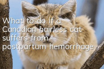 What to do if a Canadian hairless cat suffers from postpartum hemorrhage