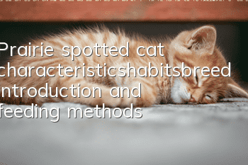 Prairie spotted cat characteristics_habits_breed introduction and feeding methods
