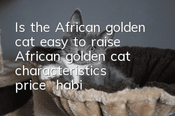 Is the African golden cat easy to raise? African golden cat characteristics | price | habits