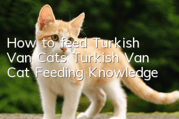 How to feed Turkish Van Cats Turkish Van Cat Feeding Knowledge