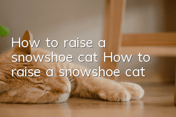 How to raise a snowshoe cat? How to raise a snowshoe cat