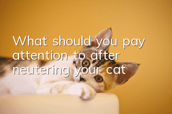 What should you pay attention to after neutering your cat?