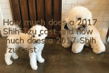 How much does a 2017 Shih Tzu cost, and how much does a 2017 Shih Tzu cost?