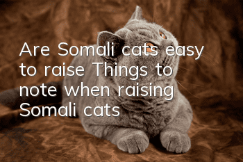 Are Somali cats easy to raise? Things to note when raising Somali cats