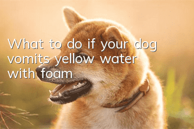 What to do if your dog vomits yellow water with foam