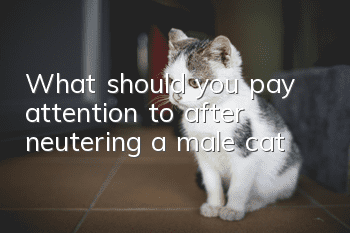 What should you pay attention to after neutering a male cat?