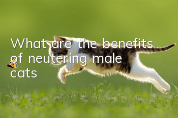 What are the benefits of neutering male cats?