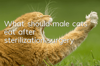 What should male cats eat after sterilization surgery?