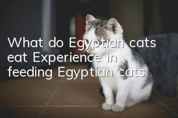 What do Egyptian cats eat? Experience in feeding Egyptian cats
